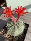 Preview: Matucana madisoniorum